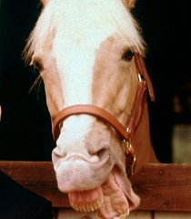 Mister Ed (Allan Lane - voz)