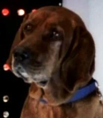 Jeb (Kerrigan Mahan - Voz)